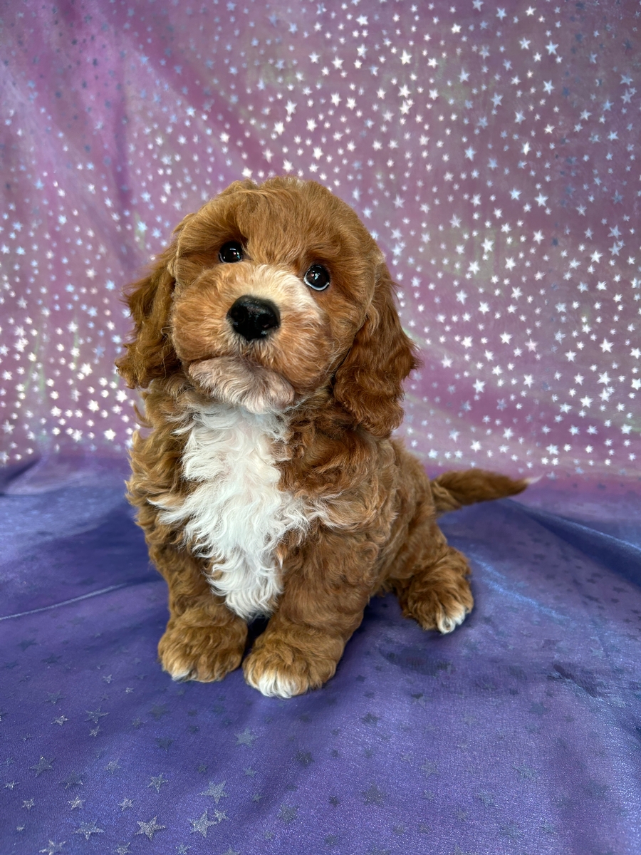 Male Bichon Poo Puppy for Sale DOB 9-3-2025 $950